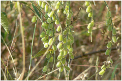 Crotalaria leptostachya